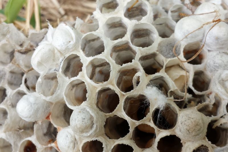 έντομο,λοιμός,μεμβράνη φτερωτό έντομο,ασπόνδυλος,κηρήθρα,οργανισμός