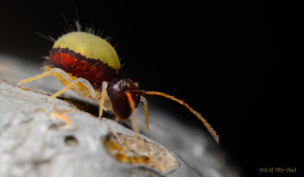 red,black,macro,closeup,blackbackground,yellow