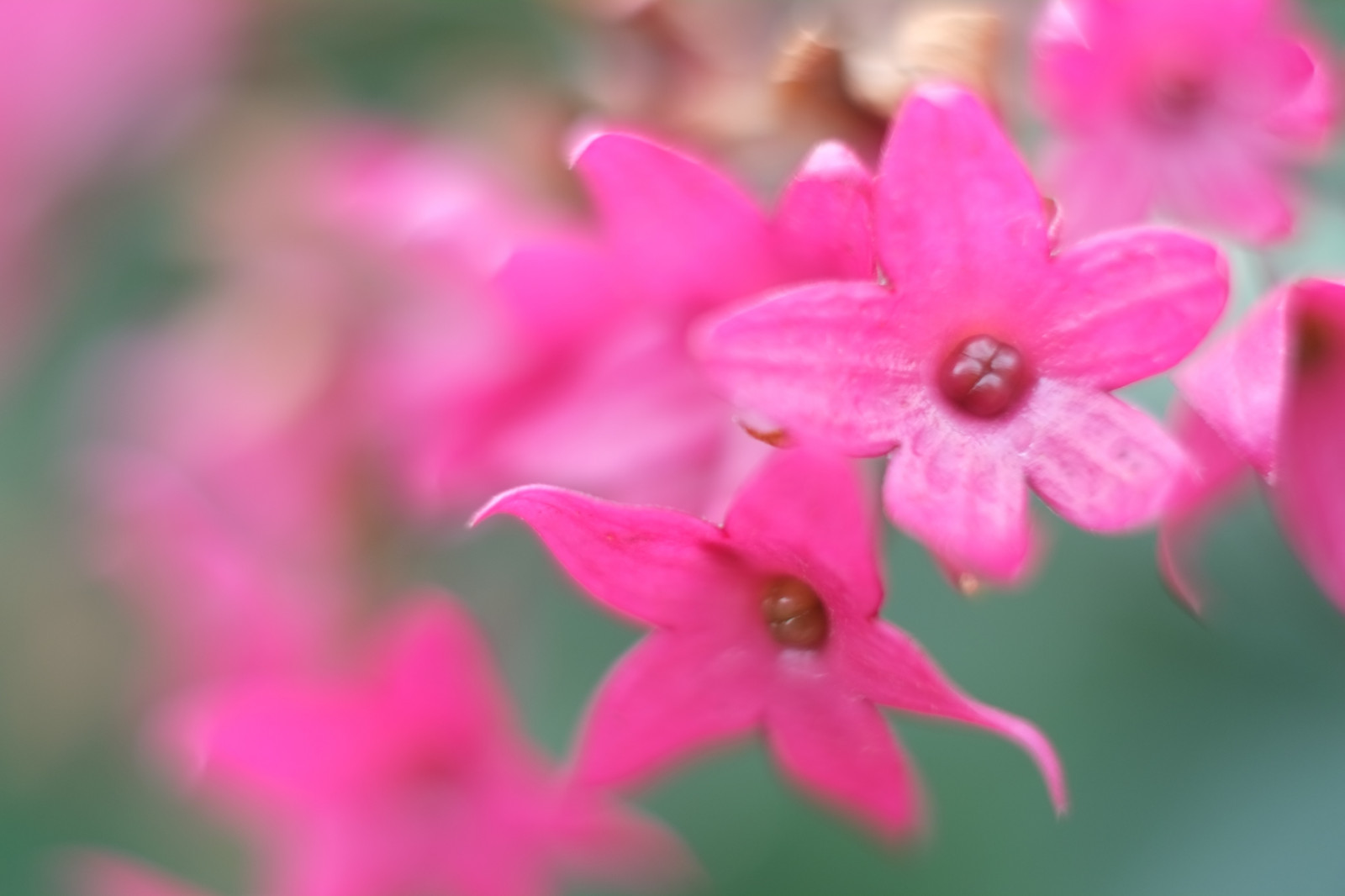 fotografie, bloesem, roze, Tokyo, fujifilm, bloem, fabriek, flora, bloemblad, Fujinon, shinjuku, xpro1, xf, xf35mmf14r, X, shinjukugyoen, xf35mm, mcex, mcex11, Wildflower, landplant, bloeiende plant, struik, macrofotografie