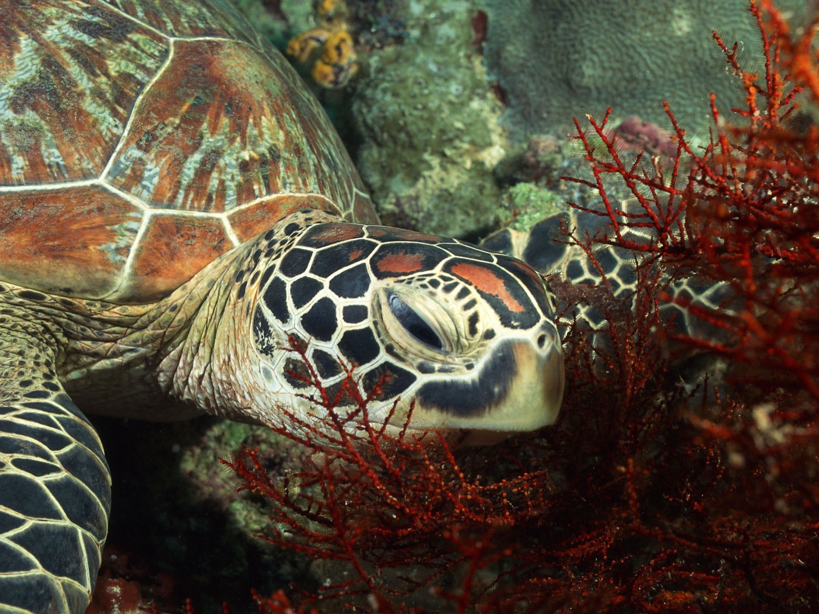 zvěř, Volně žijících živočichů, Pod vodou, želva, Želva, plaz, fauna, 1600x1200 px, mořská biologie, mořská želva, organismus, Emydidae, terrapene