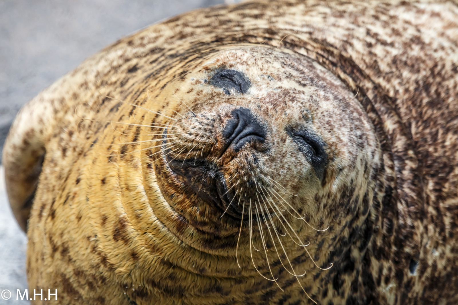 portrét, Příroda, park, Volně žijících živočichů, hospodařit, Kánon, Spojené státy americké, zoologická zahrada, těsnění, DC, washington, prozkoumat, venkovní, krása, blinkagain, Washington DC, těsnění, fauna, savec, národní geografie, ultimateshot, supershot, instagramapp, obratlovců, zblízka, čenich, mořští savci, naturebeauty, greatnature, nationalzoo, harborseal, dazzlingshot, útulek těsnění