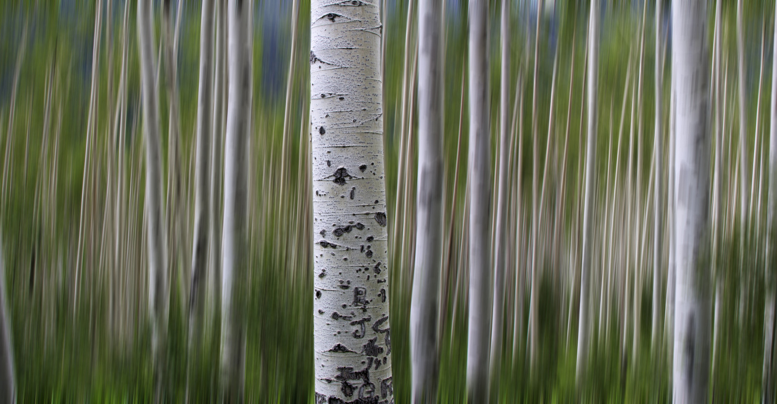 zelená, strom, dřevina, tráva, rostlina, tráva rodina, voda, závod stonek, bříza, dřevo, háj, kufr, les