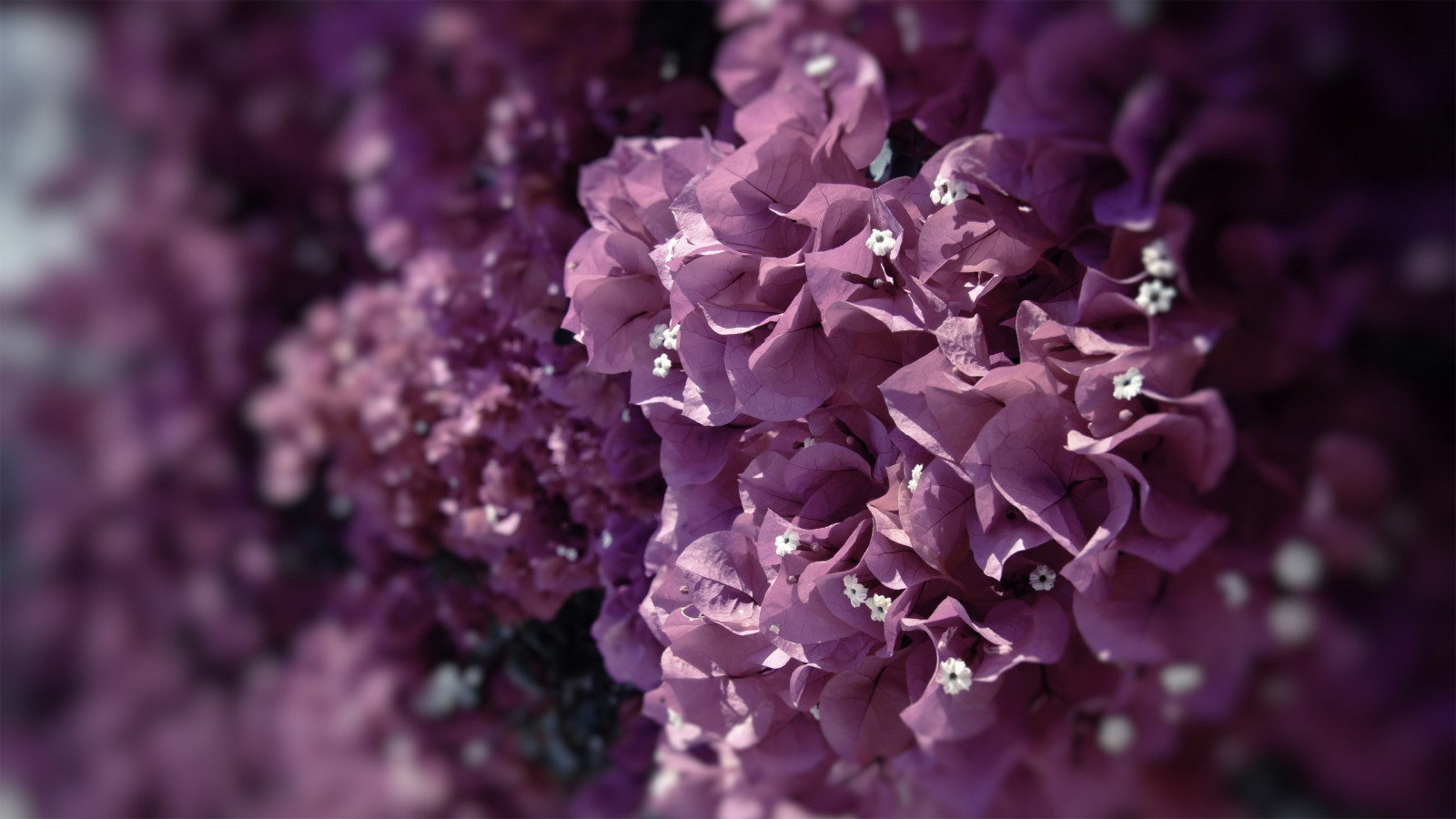 Wallpaper : 2560x1440 px, nature, pink flowers 2560x1440 - wallup ...