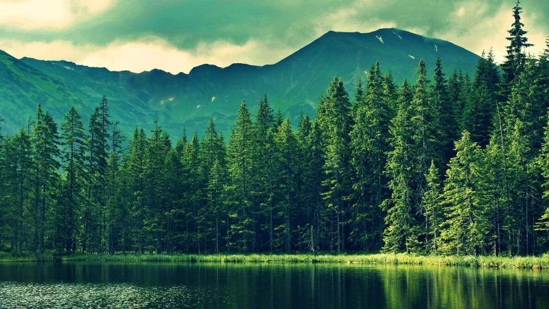 krajina, les, jezero, Příroda, odraz, zelená krajina, les, jezero, Příroda, odraz, zelená