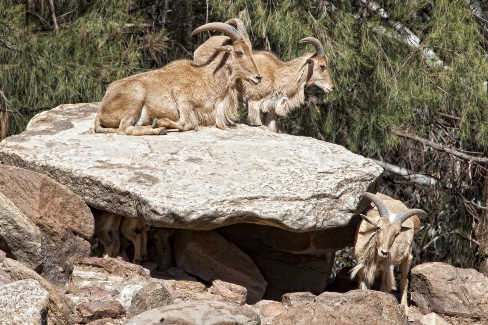 zvěř, Skála, růžky, Volně žijících živočichů, skály, národní park, Austrálie, kozy, ovce, koza, fauna, digitalcameraclub, colorphotoaward, au, Nový Jížní Wales, kráva koza rodina, atomicaward, horská koza, paovce, Barbarysheep, Dubbo, Westernplainszoo, Ammotraguslervia, Dubbowesternplainszoo, goat antelope, feral goat