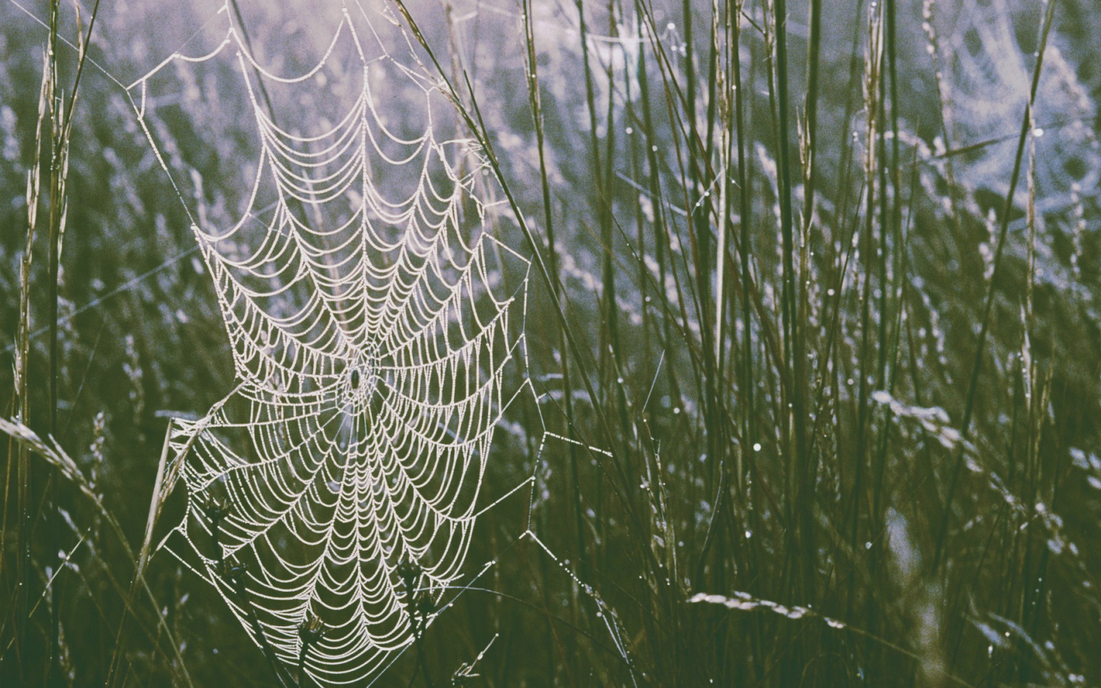 1920x1200 px, ужастик, природа, Фотография, Паук