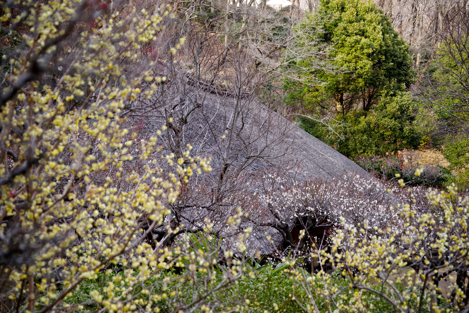 landskab, Skov, gammel, klippe, græs, afdeling, hus, blomster, forår, PENTAX, træ, efterår, blad, blomst, plante, flor, blomme, ume, flora, vegetation, Machida, arkitekt, pentaxart, skov, geologi, Busk, shrubland, outcrop, plant community