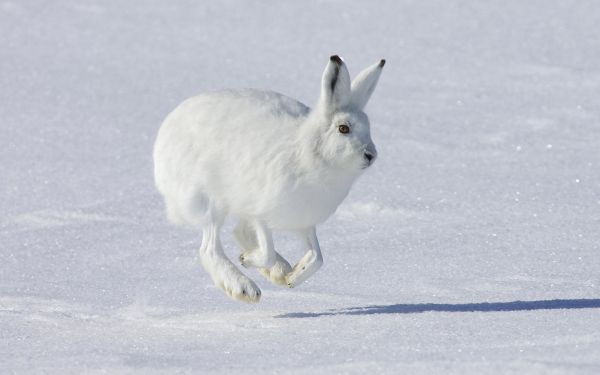 1920x1200 px,animal,rabbit,snow,hare
