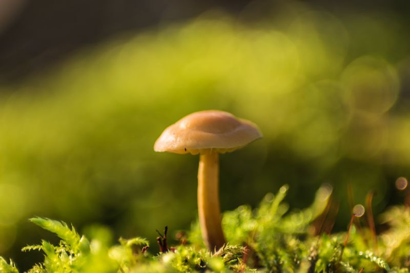 kiron105mmf28macro,105mmf28macro,Samsung,samsungnx,samsungnx1,NX1