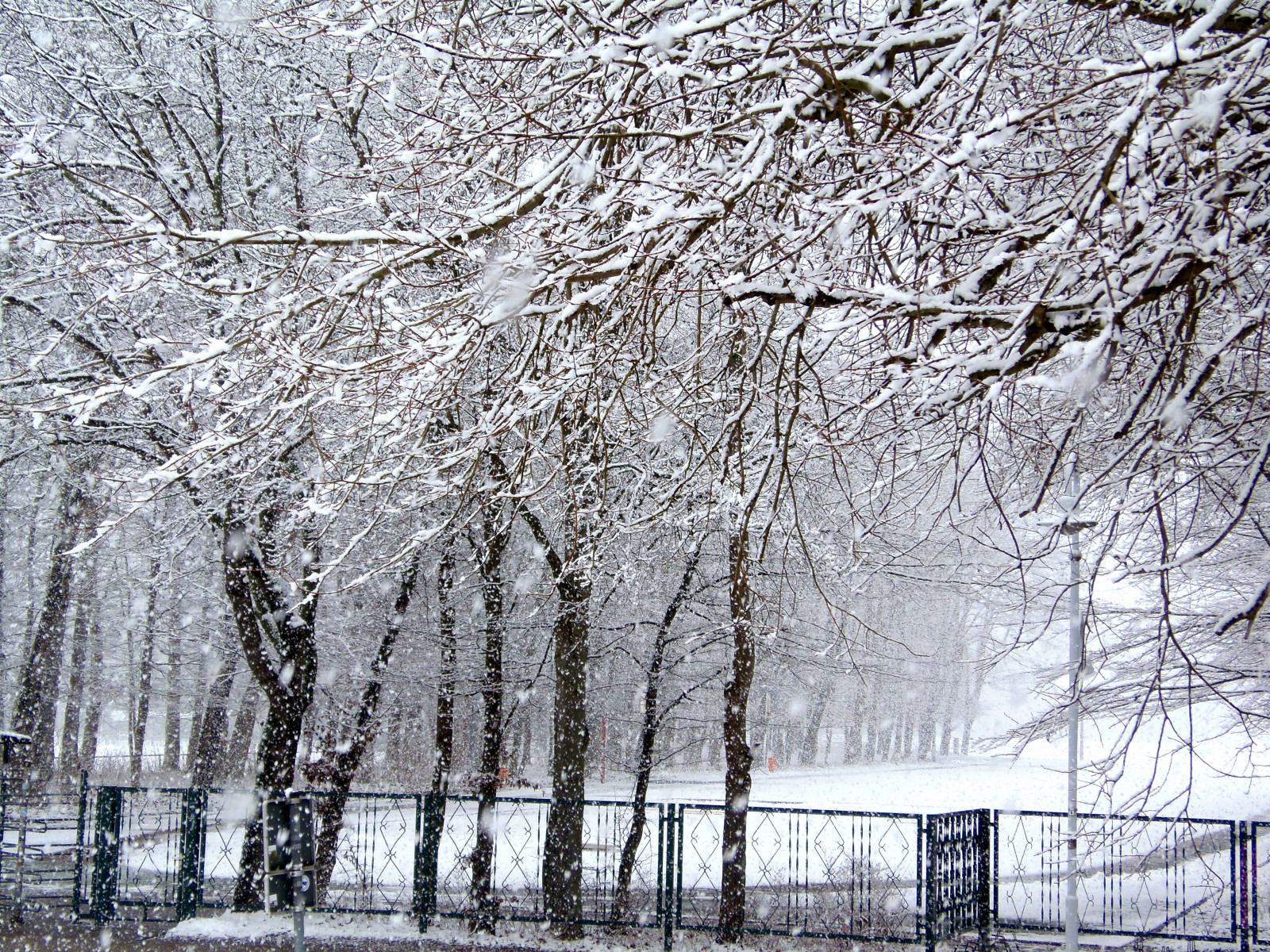nebe, sníh, zima, větev, led, mráz, jaro, zmrazení, bříza, strom, deutschland, Meklenbursko-Přední Pomořansko, vánice, rememberthatmomentlevel1, rememberthatmomentlevel2, rememberthatmomentlevel4, rememberthatmomentlevel3, zálesí, háj, větvička, déšť a sníh mísí, Greifswald