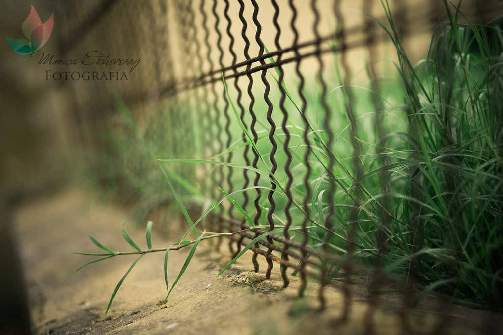 slunečnímu záření, les, Příroda, tráva, makro, větev, zelená, Volně žijících živočichů, Nikon, plot, džungle, Valla, Argentina, pátek, 2012, světlo, strom, den, list, květ, prozkoumat, rostlina, flóra, dia, D3100, fauna, desenfoque, luz, enfoque, monicaetcheverry, junio, místo výskytu, přírodní prostředí, botanika, makro fotografie, tráva rodina, závod stonek, Reja