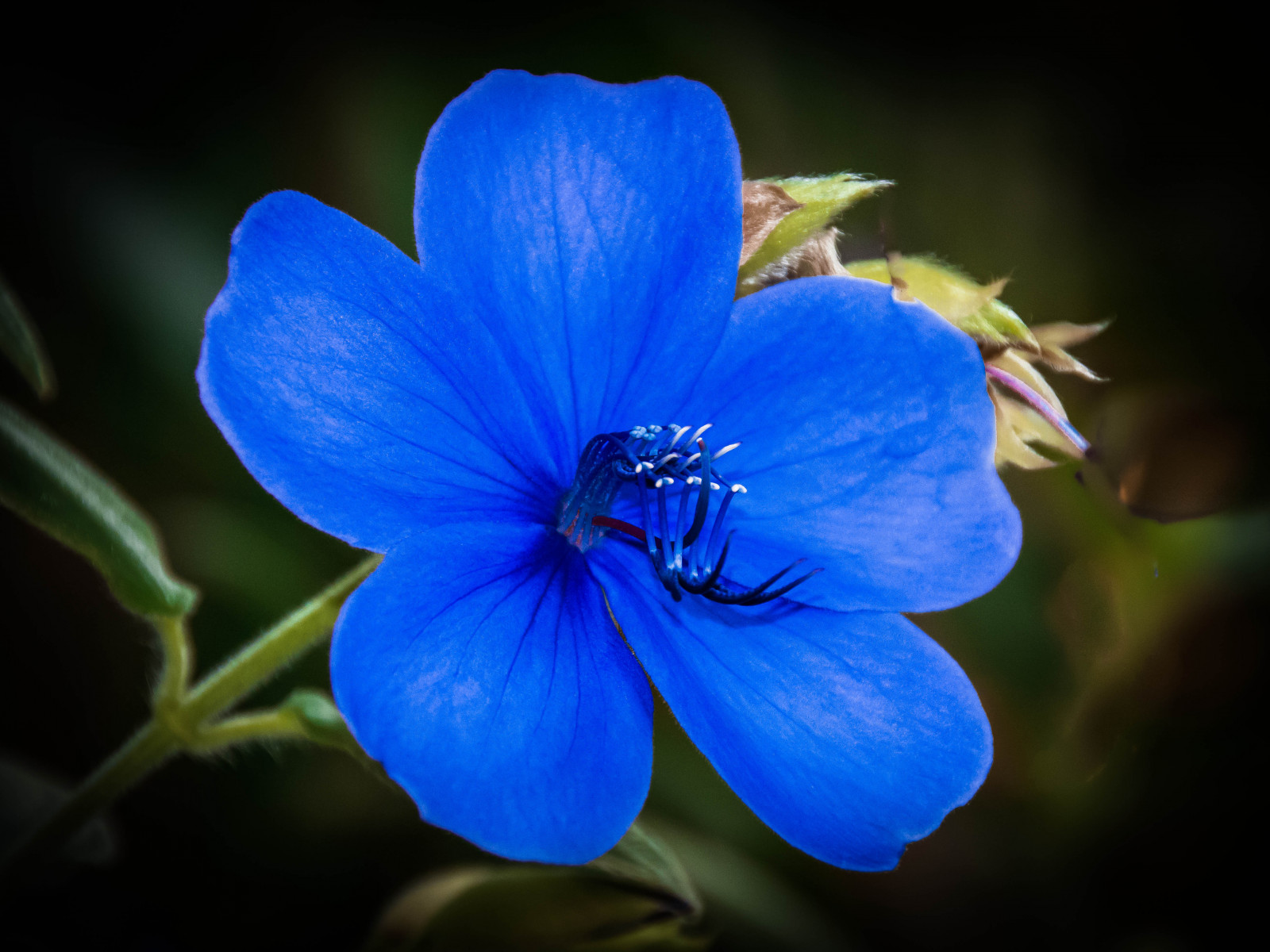 Hintergrundbilder : blau, Blume, Makro, Natur, Nahansicht