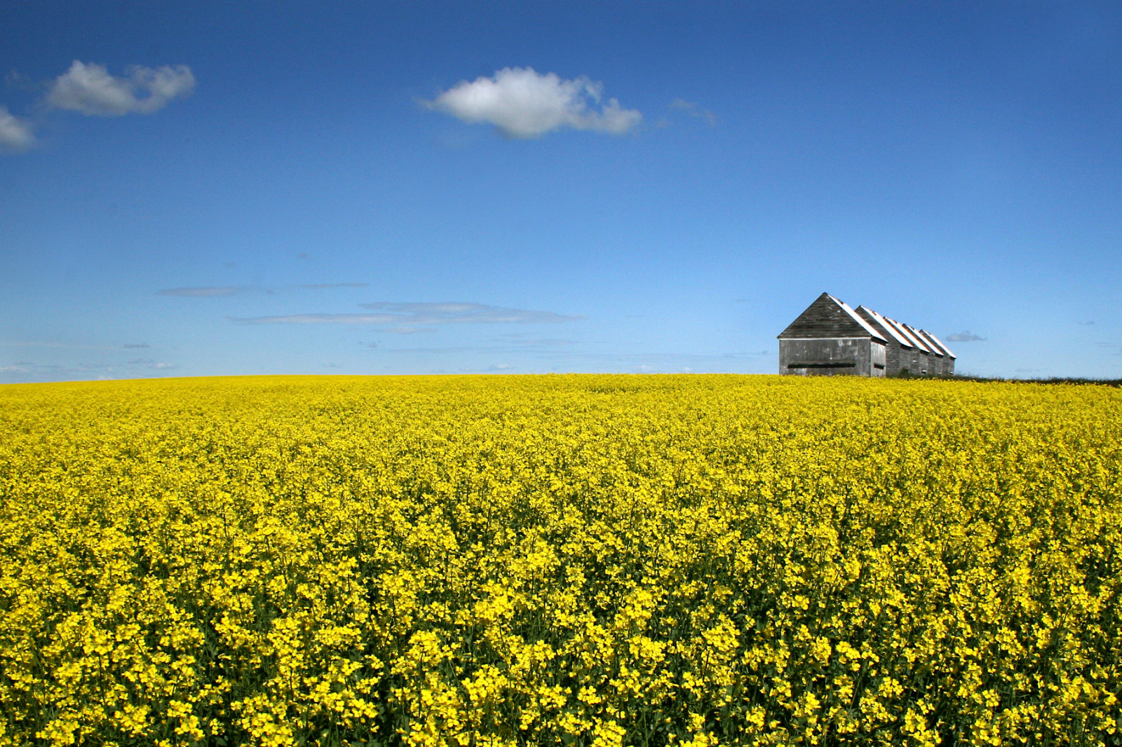 Wallpaper landscape, grass, sky, field, yellow, blue, farm, Alberta