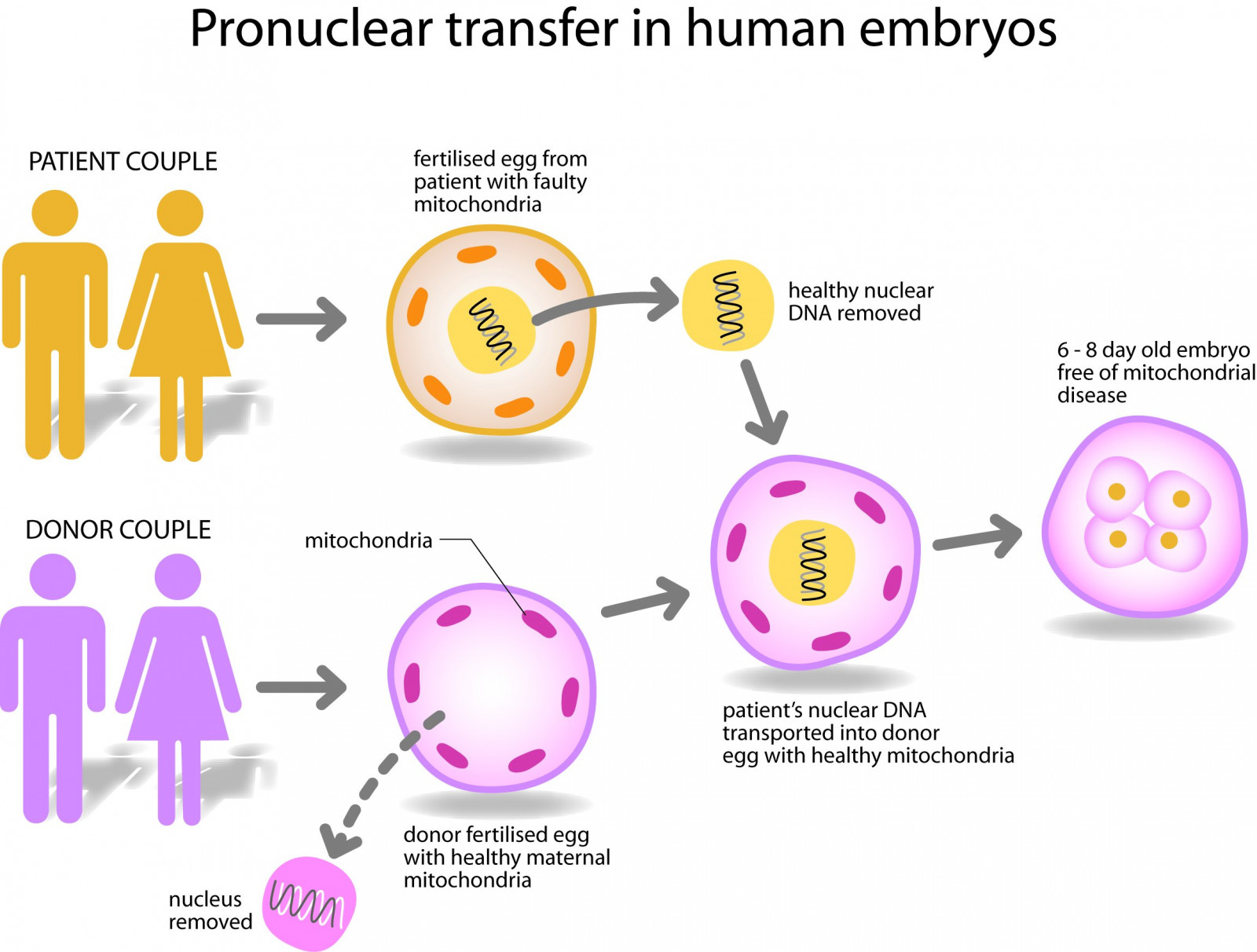 1sperm, 2307x1748 px, abstract, abstraction, bokeh, cell, DNA, egg, eggs, life, male, man, mating, medical, men, psychedelic, sex, sexual, sperm, swim, swimming, vector