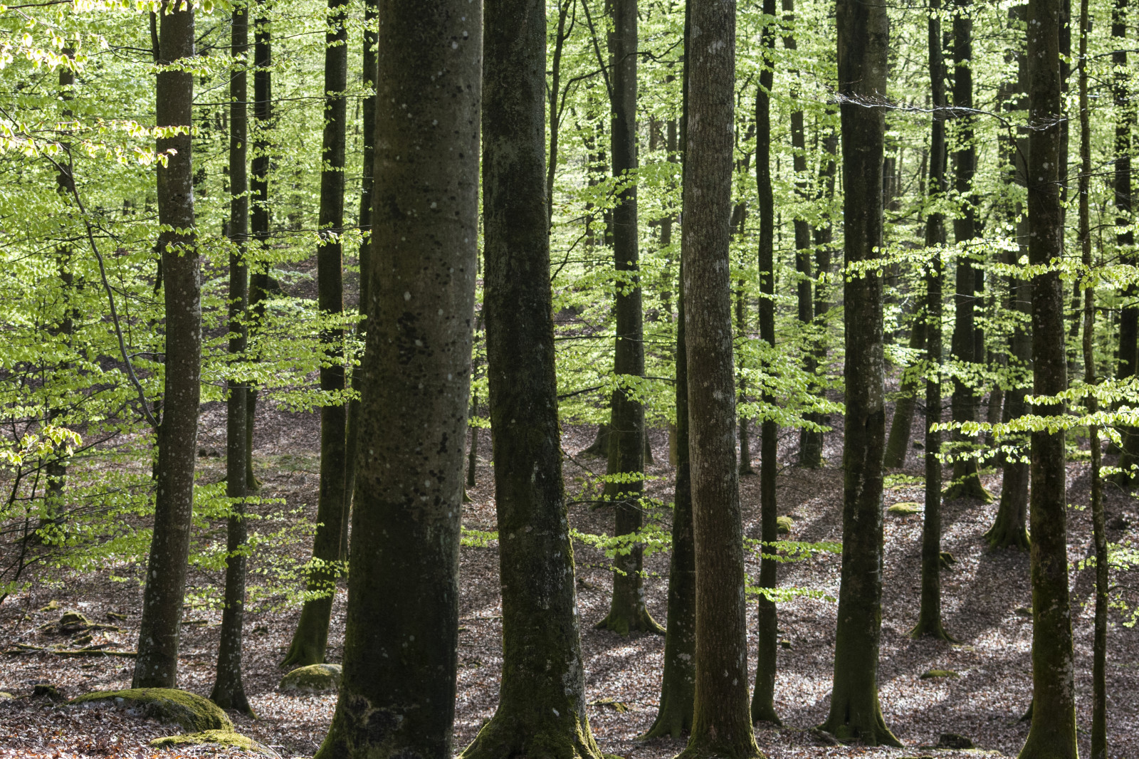 Fond d'écran lumière du soleil, des arbres, la nature, herbe, Scania
