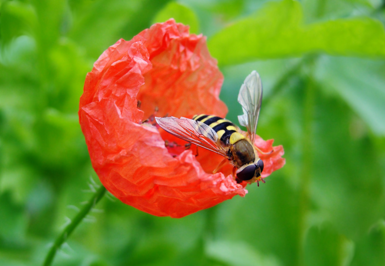 rot, Blume, Natur, Schönheit, Mohn, alles, Hoverfly, Vallmo, Elahe