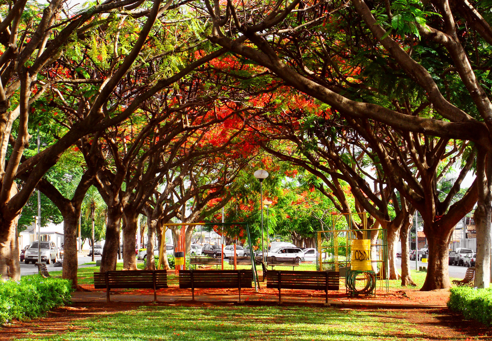 stromy, krajina, listy, květiny, zahrada, Příroda, tráva, park, větev, zelená, lavice, květy, tropický, Brazílie, jaro, zadní dvorek, strom, podzim, list, yard, rostlina, flóra, barva, větve, upláchnout, plantáž, selektivní, digitalcameraclub, cerrado, nostalgie, dřevina, keř, outdoor struktura, arecales, Botanická zahrada, okázalý, Goiania, Goias