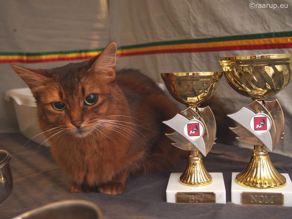 show,pet,animal,cat,drag r,indoor