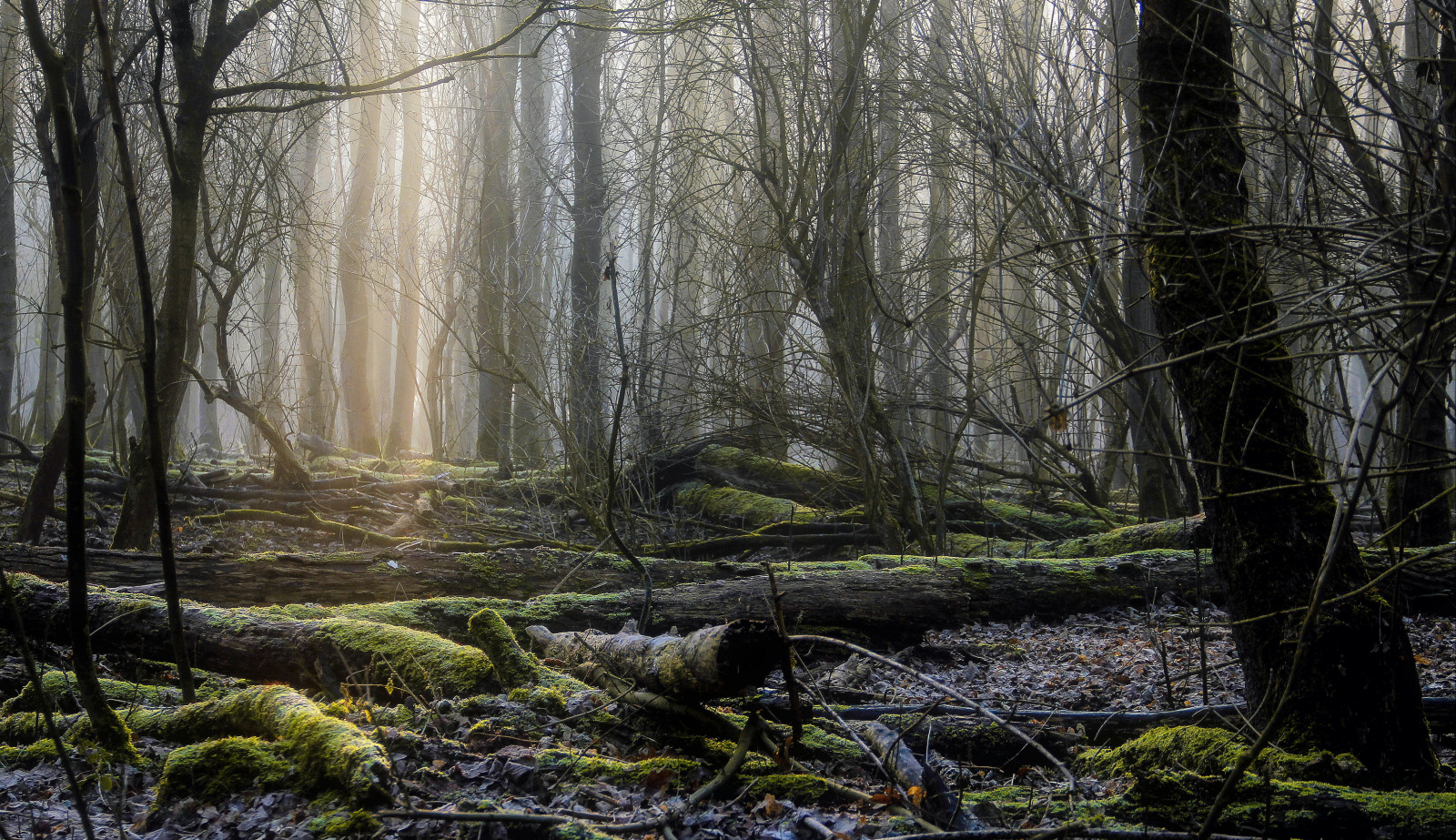 slunečnímu záření, stromy, les, Příroda, zima, větev, mlha, smrk, Nizozemí, divočina, proud, sluneční paprsky, bažina, Rotterdam, deštný prales, mokřadní, strom, podzim, list, rostlina, sezóna, natuur, zálesí, Bomen, bergsebos, místo výskytu, přírodní prostředí, atmosférický jev, dřevina, geografický rys, ekosystém, mírné jehličnatý les, biome, prales, opadavý, mos, zonnestralen