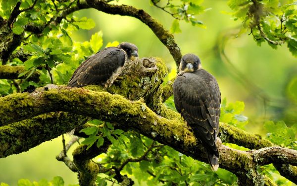 animals, branch, 1920x1200 px, birds, eys, Falcon