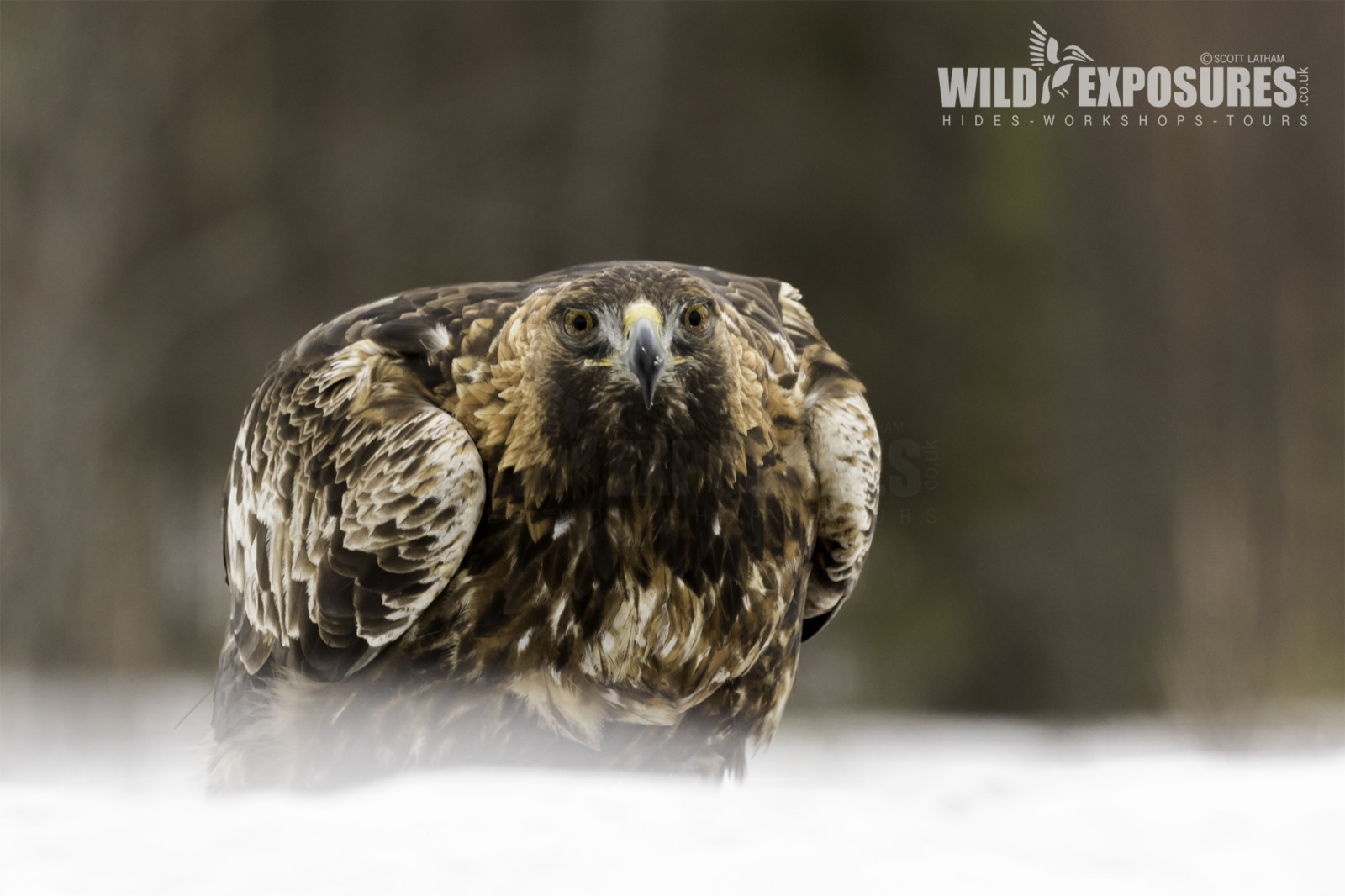 Příroda, sníh, Volně žijících živočichů, dravý pták, orel, Švédsko, zobák, Vrabec, raptor, zlatý, pták, divoký, fauna, expozice, obratlovců, Orli