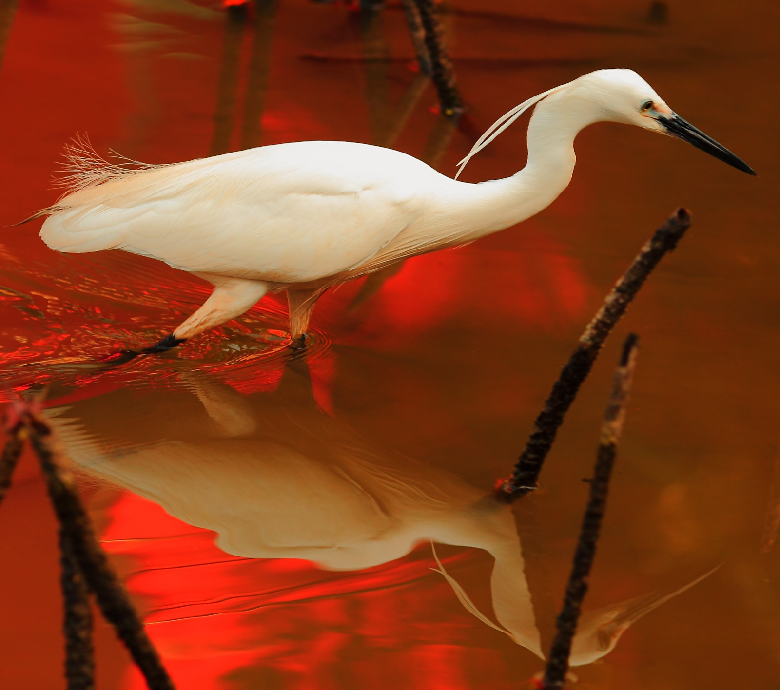bílý, západ slunce, voda, Příroda, Červené, odraz, Kánon, Taipei, Taiwan, zobák, volavka, čáp, ibis, USM, 5 d, je, skvělý, pták, mygearandme, Pírko, mořský pták, 70200 mm, eos, ngc, allnaturesparadise, specanimal, npc, mygearandmeplatinum, mygearandmediamond, bestcapturesaoi, artistoftheyearlevel5, artistoftheyearlevel6, ef, canoneos5dmarkii, waterreflection, avianexcellence, 5d2, greategret, vodní pták, 5dmark2, 70200mmf28, shorebird, f28l, Jeřáb jako pták, aboveandbeyondlevel4, 5wonderwall, Ciconiiformes, 10nw, Canonef70200mmf28liiisusm