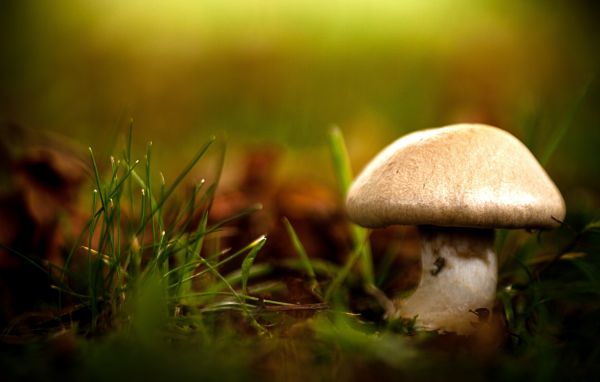 grass,plants,macro,mushroom,fungus,sunlight