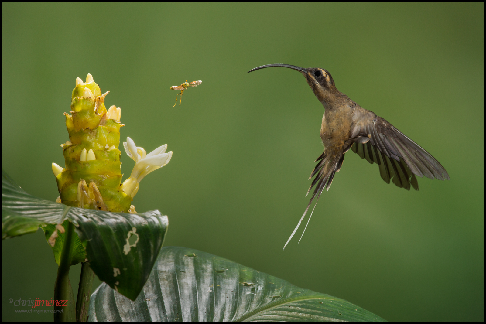 insetto, natura, tropicale, becco, Volare, Hummer, fiore, uccello, azione, inflight, flora, colibrì, alimentazione, tropici, ala, NGC, fauna, npc, pianura, lunghezza intera, organismo, Coraciiformes, nettare, impollinatore, Costa Rica, colibri, vista laterale, oneanimal, chrisjimenez, foraggiamento, minima preoccupazione, colibrie, heliconia, phaethornislongirostris, longbilledhermit, Due animali
