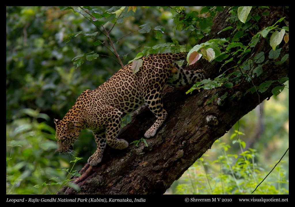 leopard, Volně žijících živočichů, terrestrial animal, savec, Jaguár, fauna, vegetace, Gepard, velké kočky, carnivoran, džungle, organismus, kočka jako savci, čenich, tráva