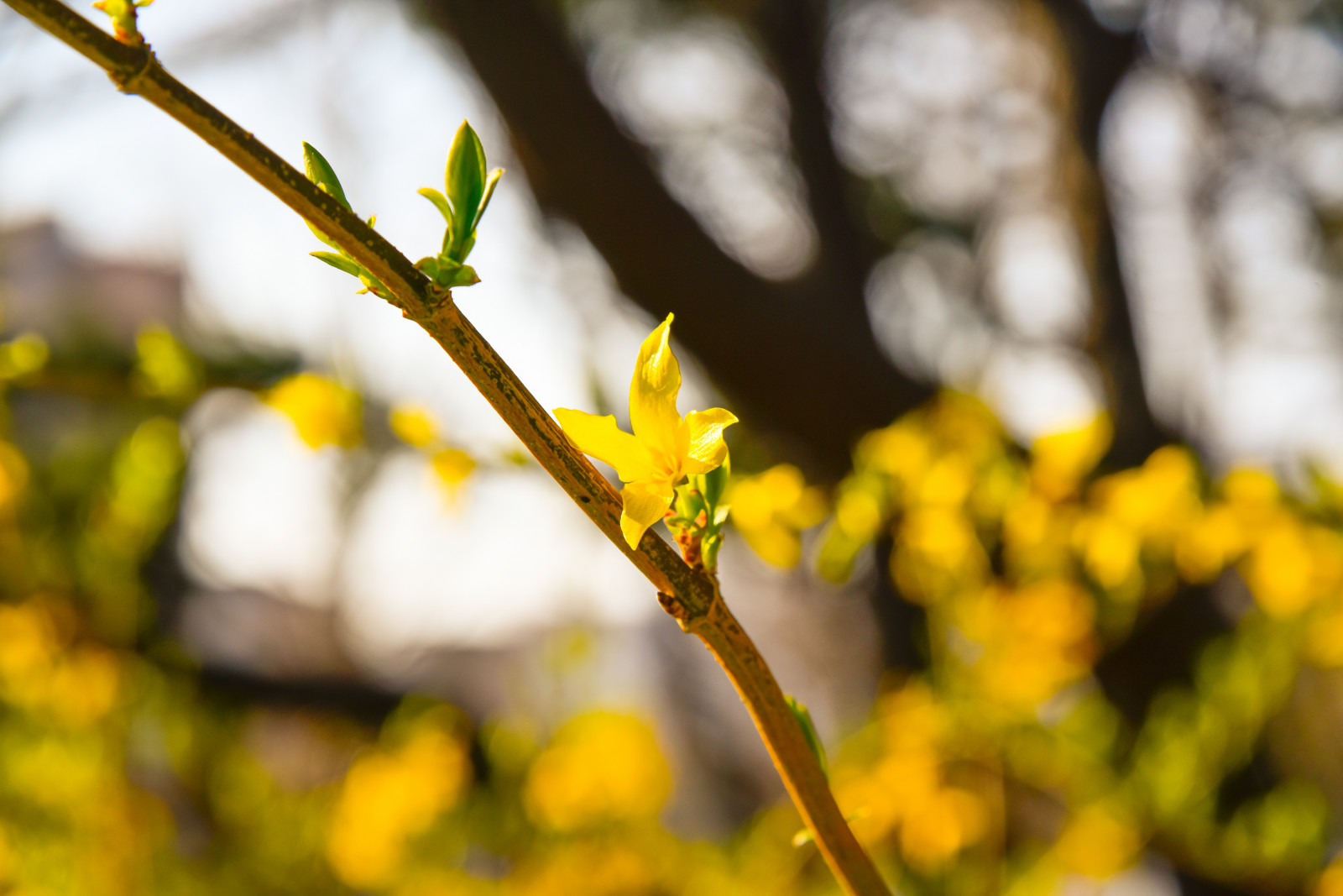 kevät, luonto, kasvit, haara, kukat