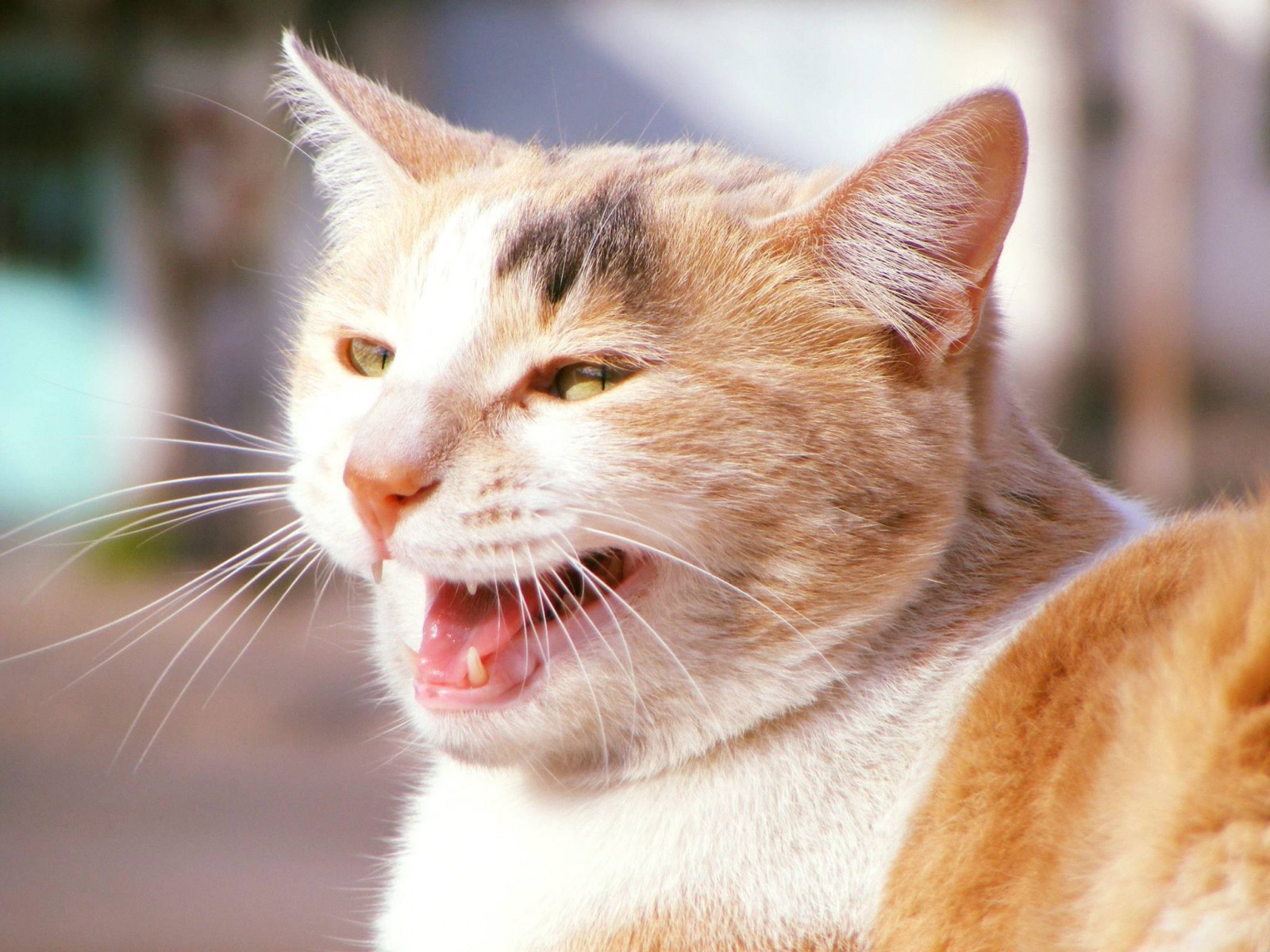 Katze, Nase, Whiskers, Haut, wilde Katze, Fauna, Säugetier, Wirbeltier, Gesichtsausdruck, Nahansicht, Katze wie Säugetier, Schnauze, Kleine bis mittelgroße Katzen, Tabby katze, gähnen, Häusliche kurzhaarige Katze, Rostige gefleckte Katze, Europäisches Kurzhaar