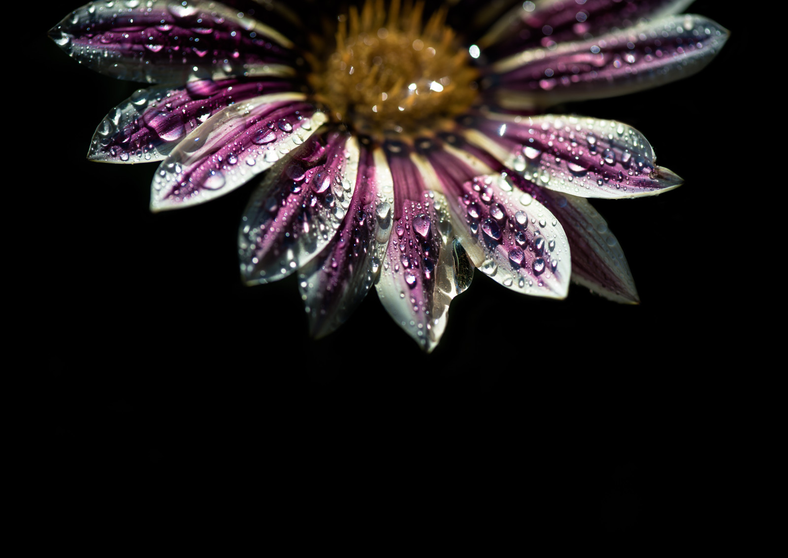 nachový, Lístky, květ, květ, rostlina, květ, mygearandme, kapky deště, flóra, okvětní lístek, mygearandmepremium, mygearandmebronze, mygearandmesilver, mygearandmegold, vigilantphotographersunite, mygearandmeplatinum, mygearandmediamond, vpu4, vpu6, blumen, pflanze, tyčinky, počítač tapeta, zblízka, makro fotografie, zátiší fotografování, asteraceae, GEW chs, gazania, mittagsgold, zelí, GEH lz, Gr nzeug, Korbbl tler, rostlina, Cichorioideae, Mittagsgoldblumen, Gazanien, Andovaries, Sonnentalergenannt, Typicky zahrnující písmena, Častovysoká barevná, stock photography