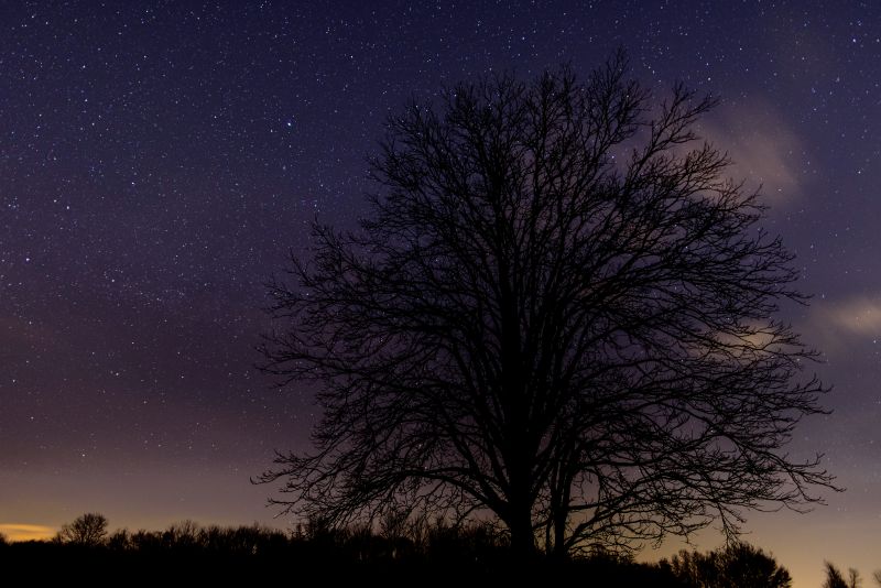 Arbre,la nature,paysage,Nuit,Paysage,étoiles