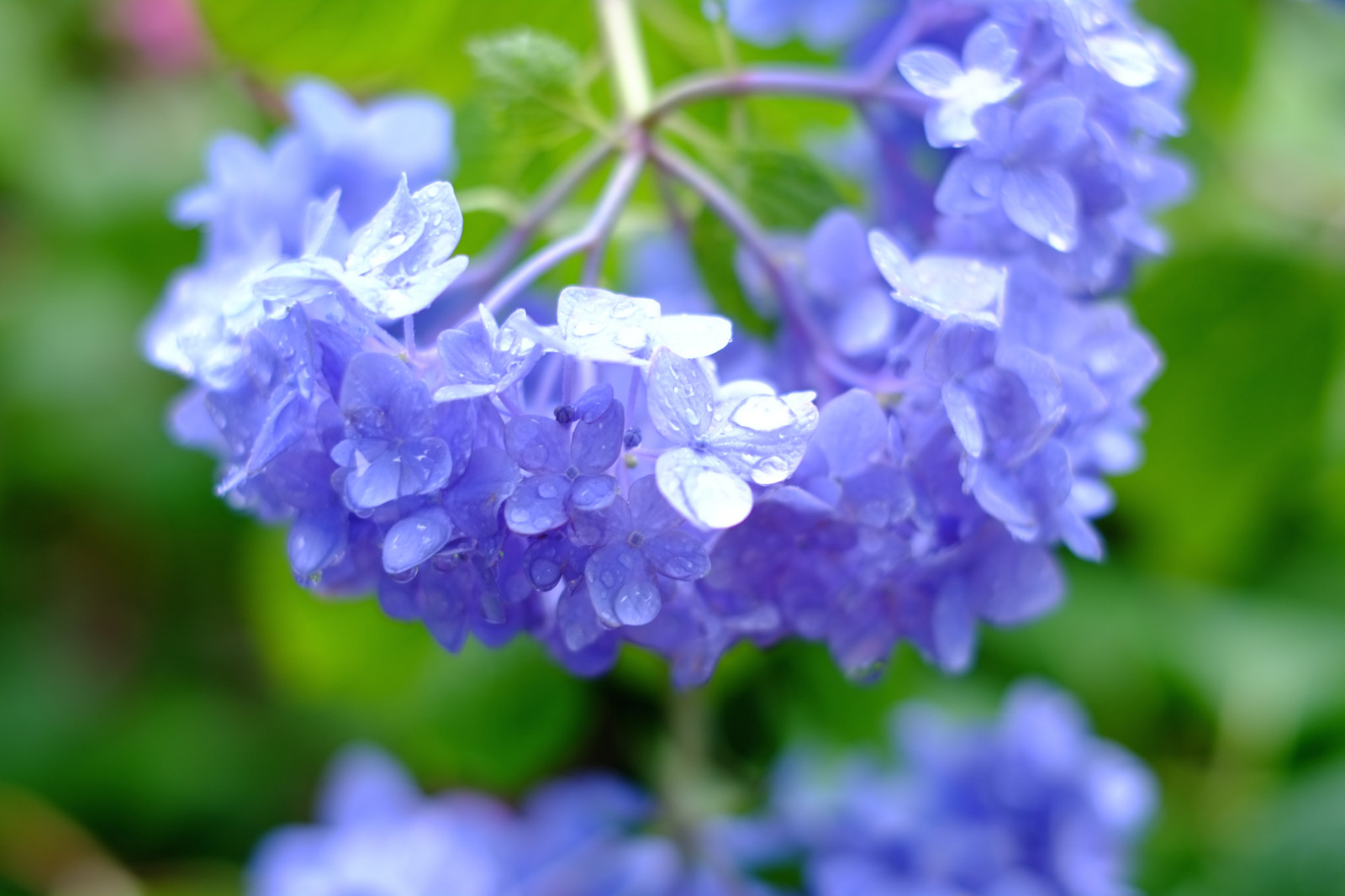 fiorire, Tokyo, erba, ortensia, Fujifilm, fiore, pianta, flora, Fujinon, XPro1, xf35mmf14r, Ikegami, X, ota, ikegamihonmonji, xpro, Fiore di campo, impianto di terra, pianta fiorita, fotografia macro, famiglia Bellflower
