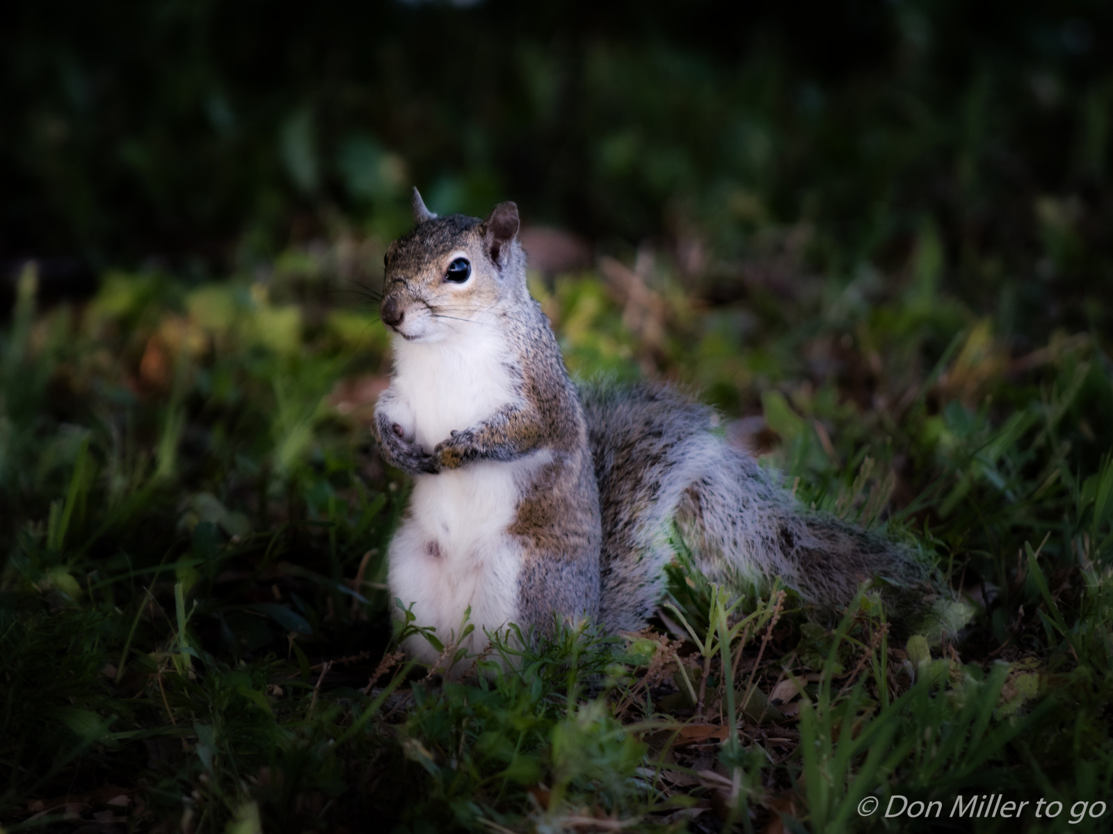zvěř, Příroda, tráva, venku, veverka, Volně žijících živočichů, kníry, Florida, hlodavec, pruhovaná veverka, onawalk, hnízdiště ptáků, D5500, nik, fauna, savec, obratlovců