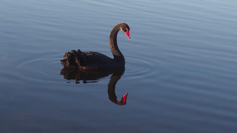 black,swan,noir,cygne,lecrotoy