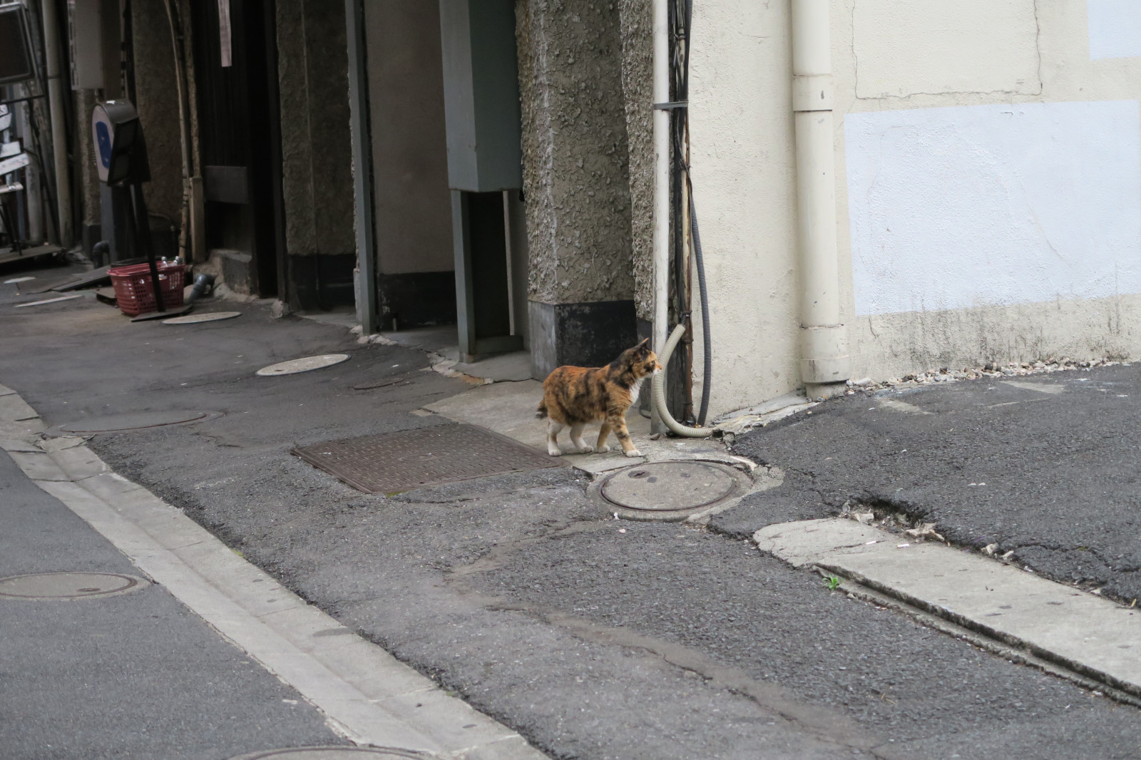 ถนน, ถนน, หมา, Canon, โตเกียว, ยางมะตอย, โครงสร้างพื้นฐาน, คนเดินเท้า, ซอย, ชั้น, กินซ่า, powershot, g7x, สัตว์เลี้ยงลูกด้วยนม, ทางเท้า, เลน, พื้น, สุนัขชอบเลี้ยงลูกด้วยนม, ผิวถนน