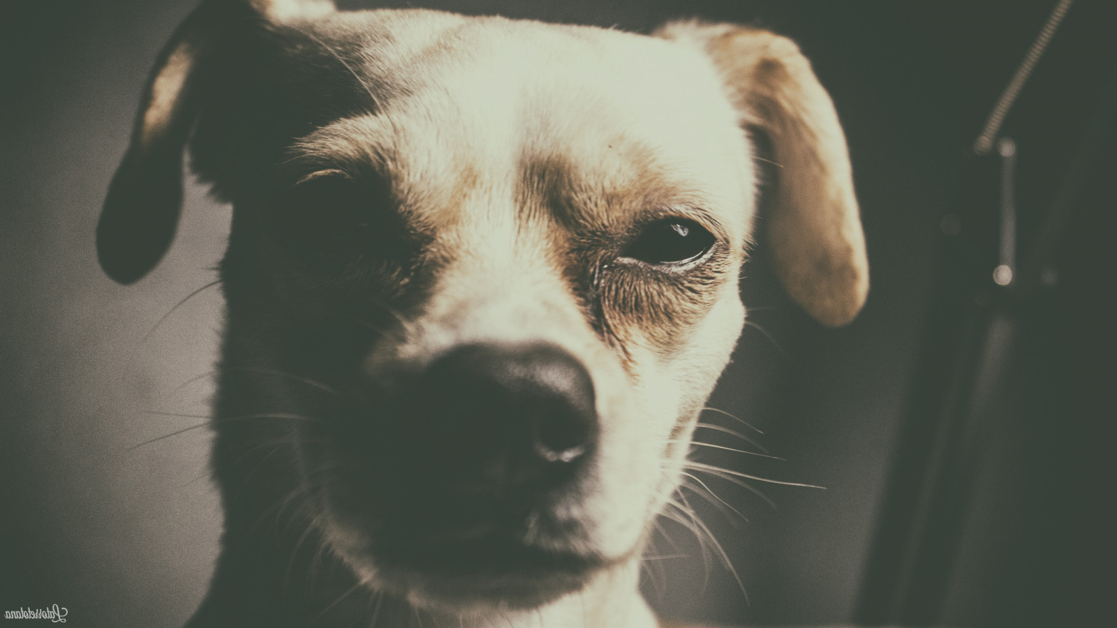 bílý, Černá, zvěř, oči, Pes, hnědý, nos, kníry, film art, štěně, savec, obratlovců, zblízka, čenich, pes jako savec, 5184x2916 px, nejlepší Jungler