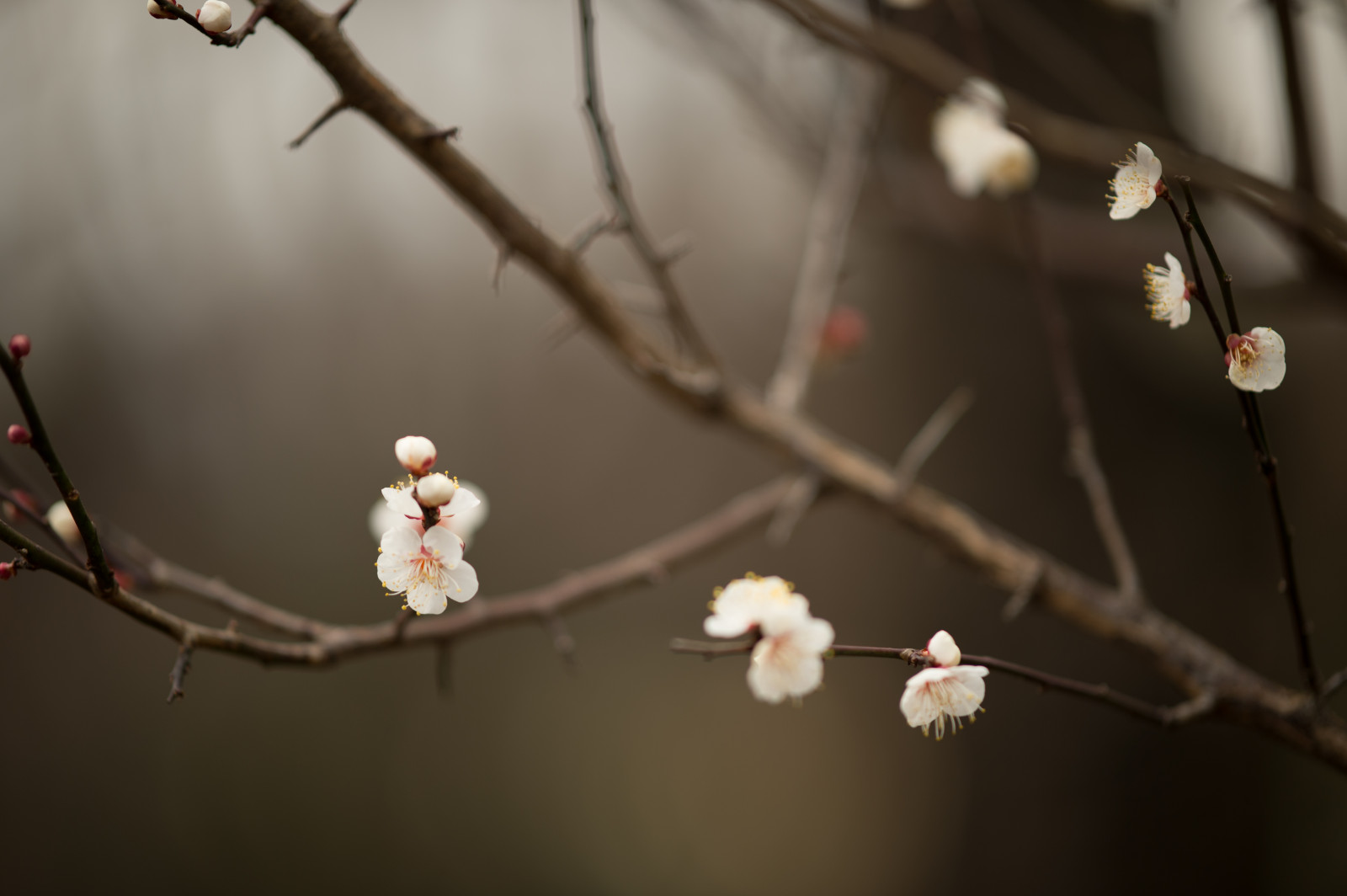 Japonsko, fotografování, větev, Třešňový květ, Nikon, květ, jaro, Tokio, jp, NIKKOR, list, květ, rostlina, sezóna, flóra, afs105mmf14eed, afsnikkor105mmf14eed, df, Fuchu, fuchukyodonomori, větvička, zblízka, makro fotografie