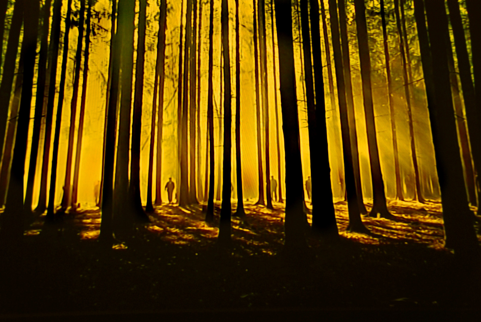 stromy, světlo, stín, tábor, dovolená, lidé, slunce, slunečnímu záření, Černá, barva, Příroda, čáry, Minnesota, mimo, venku, dlouho, přírodní, turistika, Procházka, větve, Severní, túra, žlutá, tóny, magický, lidé, itasca, naturesfinest, lookinglass, nikond80, artlibre