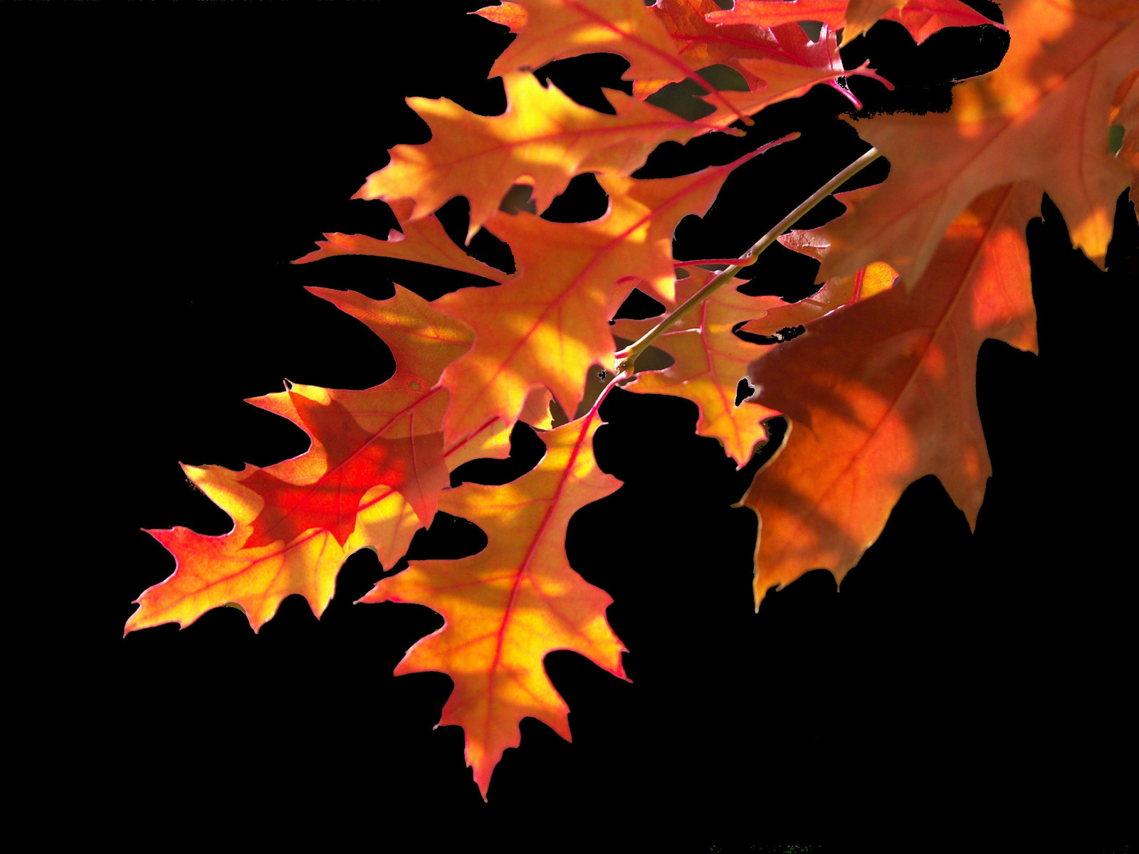 sort, illustration, afdeling, England, guld, UK, egetræ, baggrundsbelysning, lys, træ, efterår, blad, blomst, plante, sæson, farver, flamme, bravo, contrejour, topf50, topf100, Kvist, Chilterns, computer tapet, jord plante, blomstrende plante, vedplante, skrifttype, geologisk fænomen, ahorntræ, ahorn blad, algo, Redoak, thechilterns, topv999, astonhill