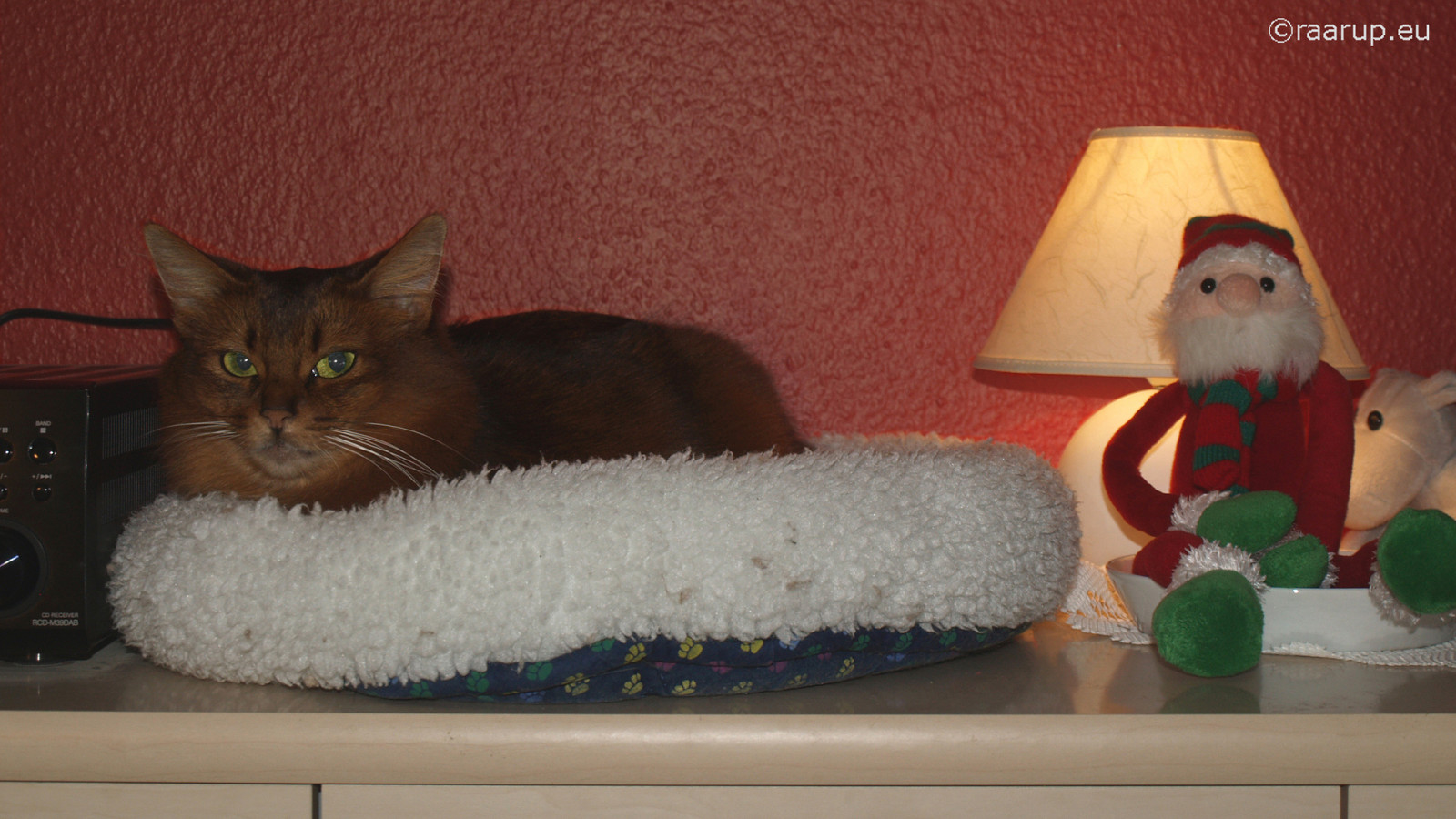 Wallpaper Christmas, cat, bed, som, rest, somali, somalicat, caithlin