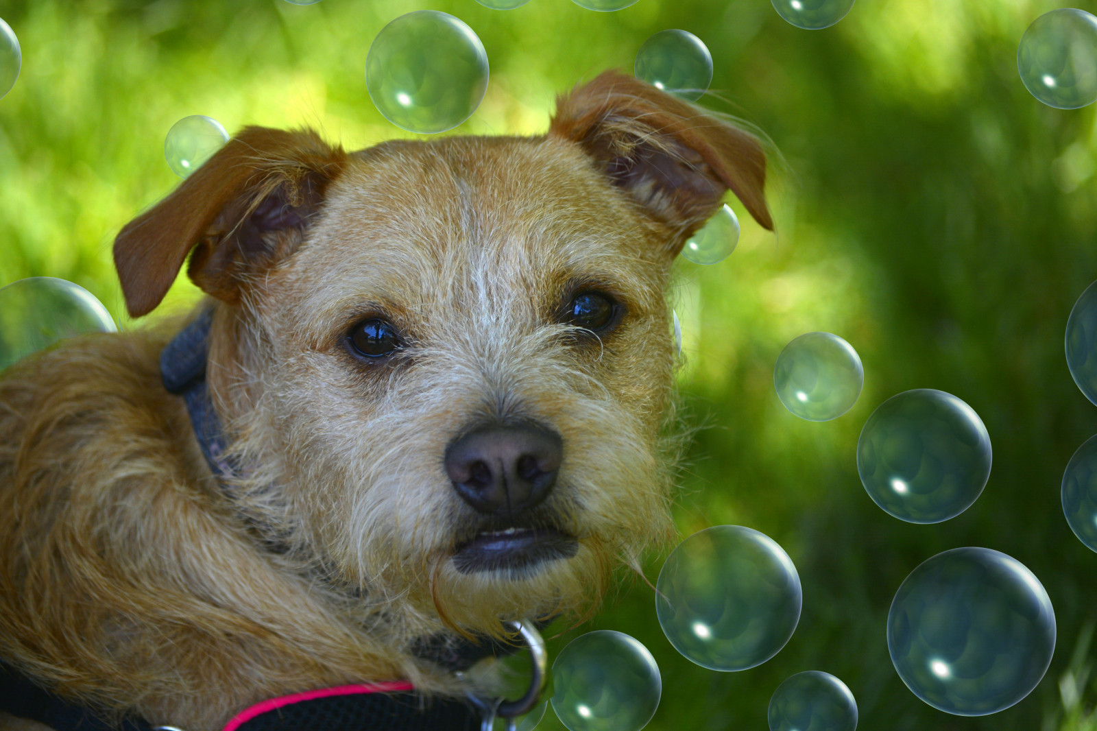 Pes, roztomilý, UMĚNÍ, krása, dívej se, zvíře, podsvícení, zajímavý, odlišný, hledá, umělecký, bokeh, výraz, sledování, jasnost, Bubliny, uši, Průhledná, Úžasný, upřený pohled, zvědavý, neobvyklý, přemýšlel, zaměřena, bdělý, uvažujícím, ošumělý, pozoruhodný, Očekávání, energický