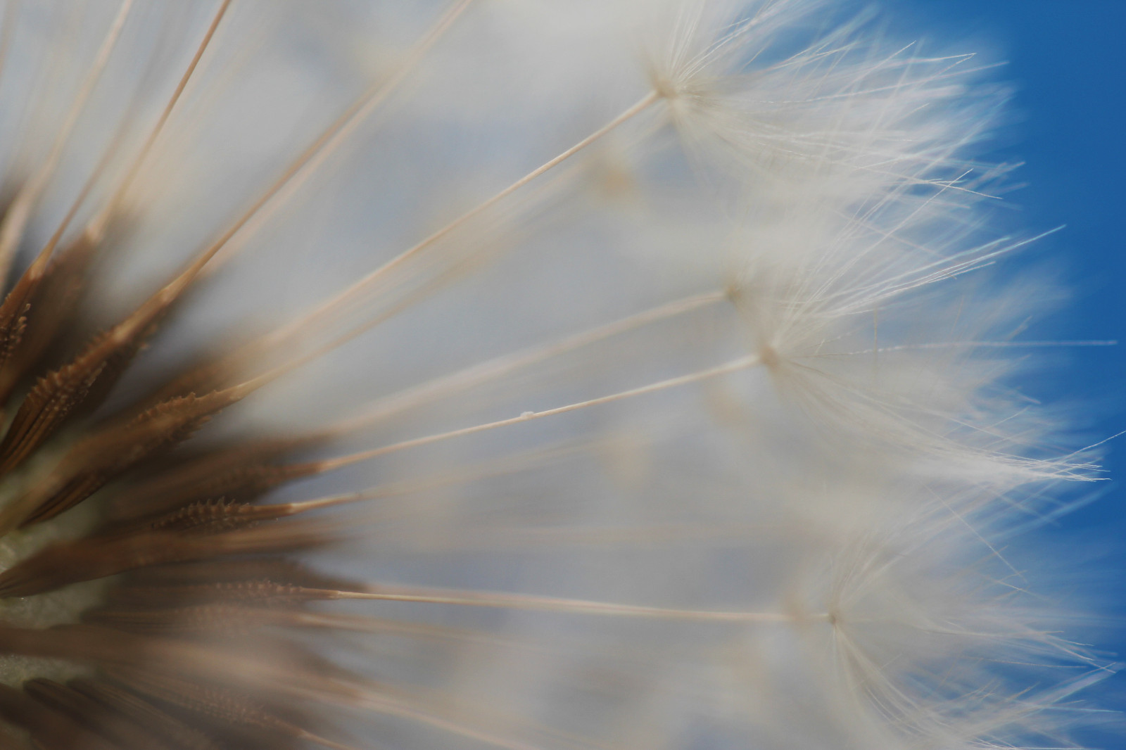 slunečnímu záření, Příroda, odraz, tráva, nebe, makro, větev, modrý, Kánon, vítr, pampeliška, jaro, Birmingham, světlo, mrak, hloubka pole, list, semínko, květ, rostlina, vlna, hodiny, tvar, čára, 100mm, Atmosféra Země, zblízka, makro fotografie, tráva rodina