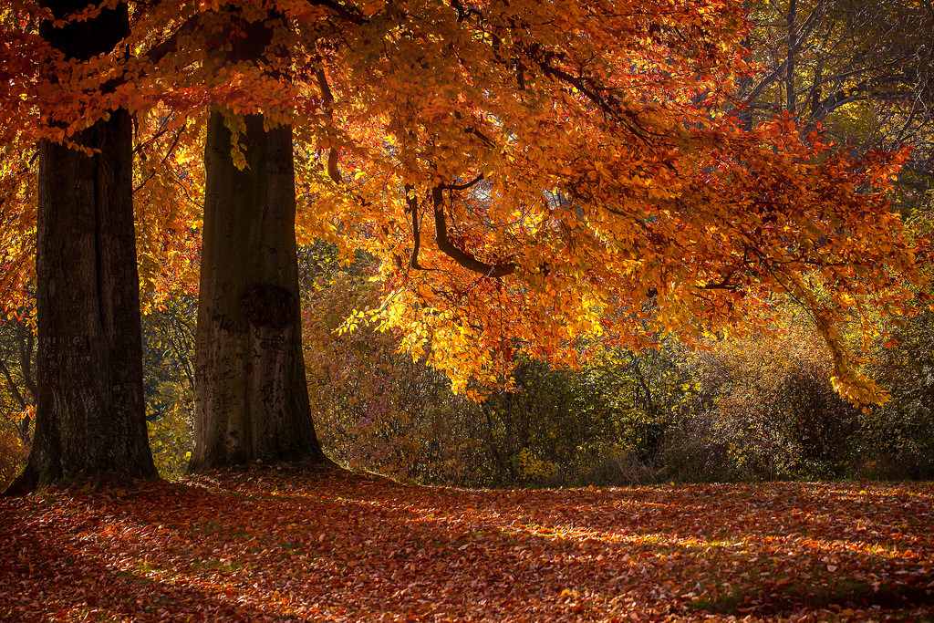 auringonvalo, metsä, luonto, haara, puu, syksy, puun lehti, kasvi, kausi, weimar, Herbst, metsä, elinympäristö, luonnollinen ympäristö, woody kasvi, putoava