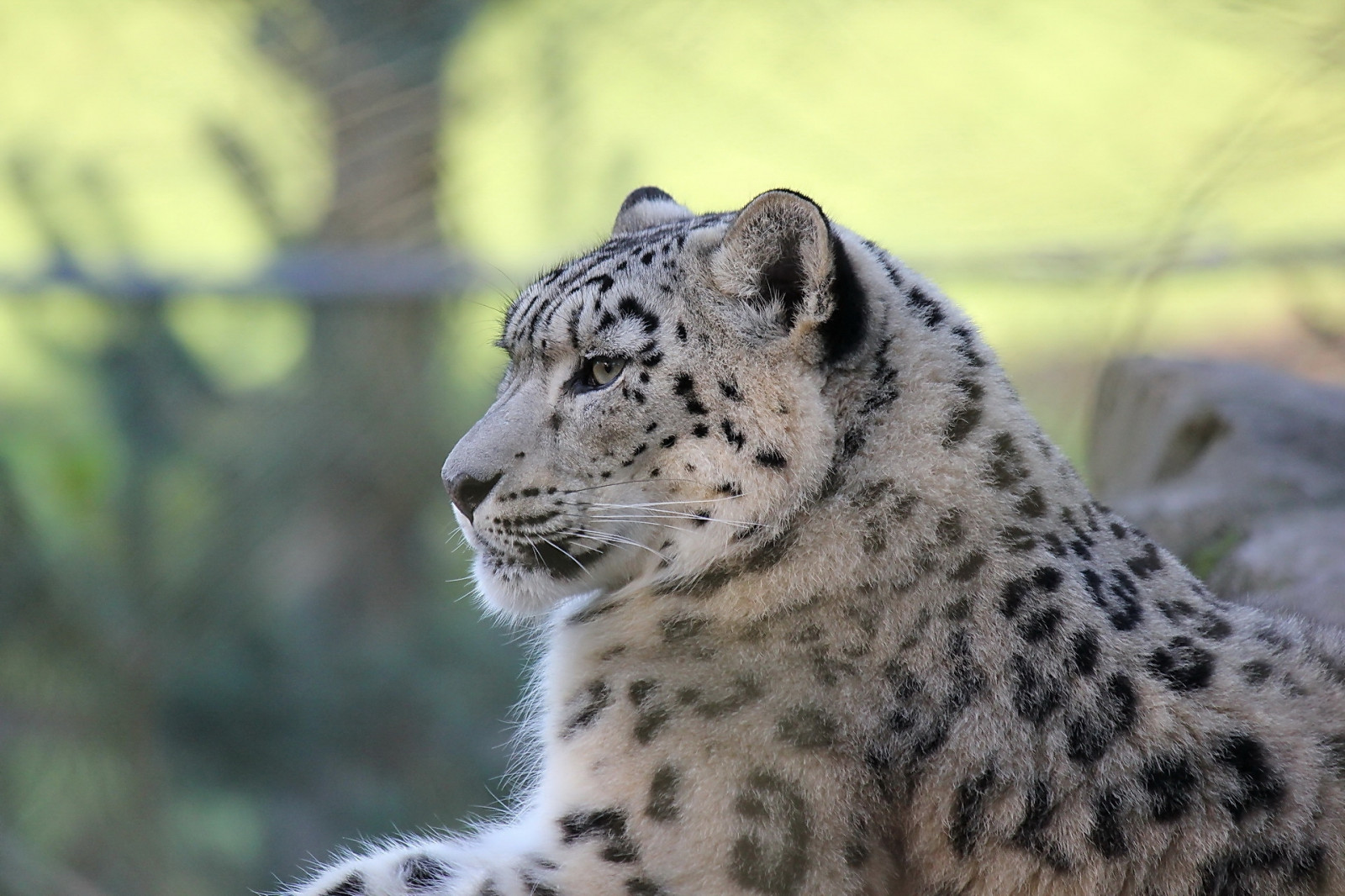 Bakgrundsbilder : snöleopard, liggande, rovdjur, nöjd 1920x1280 ...