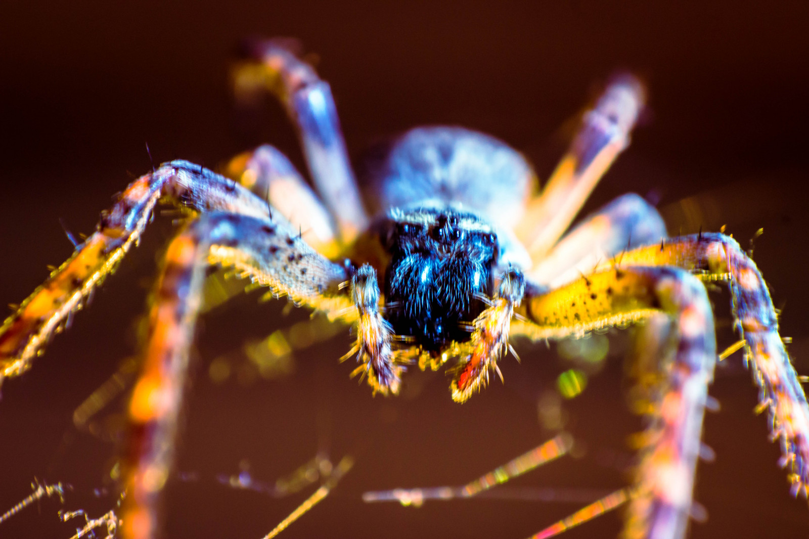 makrofotografering, tæt på, araneus, hvirvelløse, edderkop, organisme, leddyr, Spindlere, insekt, hjulspinder spider, ulv edderkop, Europa-haven edderkop