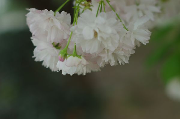 cherry blossom,spring,spring flower