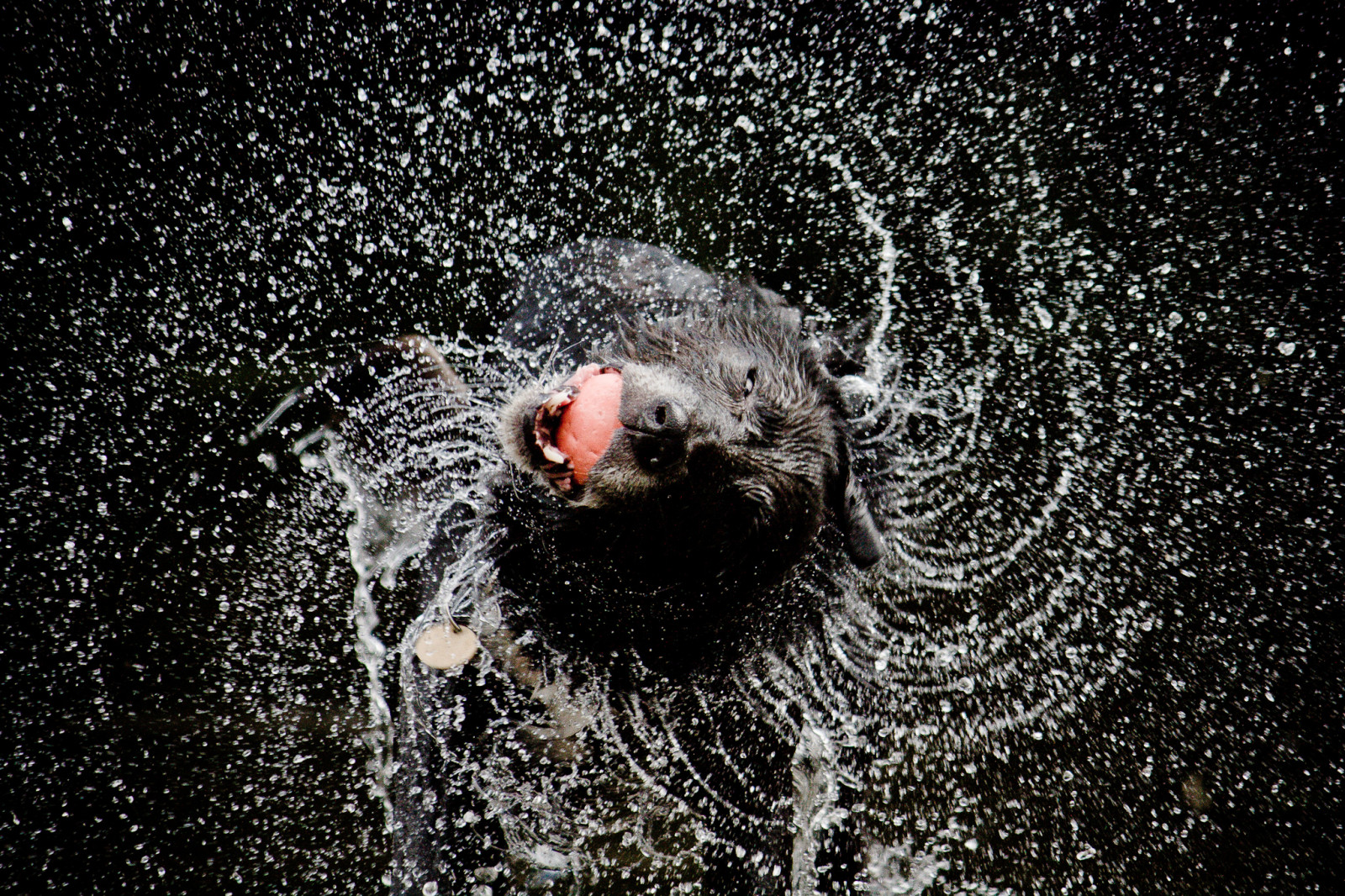 dog, Motion, dogs, wet, water, oneaday, ball, Jake, action, spray, explore, photoaday, shake, pictureaday, photooftheday, project365, explored, project3651, photoftheday, project366, geocity, camera make canon, exif make canon, exif iso speed 1600, bestoftheday, camera model canoneos450d, exif focal length 250mm, geostate, geocountrys, exif model canoneos450d, exif lens efs55250mmf456is, exif aperture 56, geo lon 17912888888883, geo lat 53840172222222
