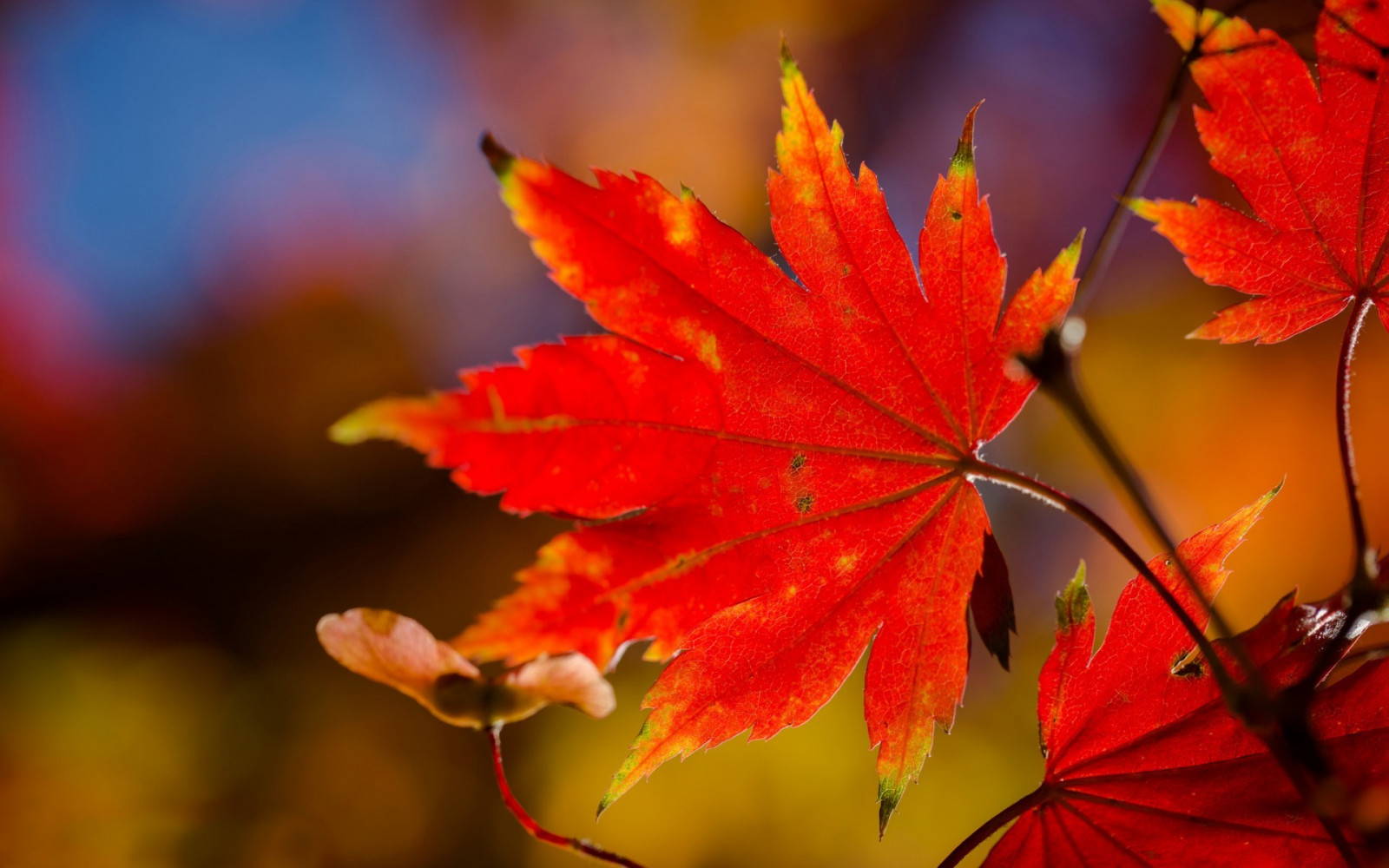 luce del sole, le foglie, natura, rosso, macro, ramo, albero, autunno, foglia, fiore, pianta, stagione, flora, petalo, 1920x1200 px, impianto di terra, pianta fiorita, pianta legnosa, avvicinamento, fotografia macro, staminali vegetali, acero, foglia di acero